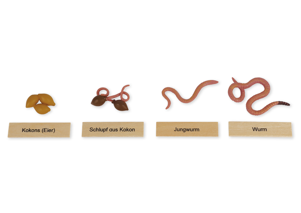 TimeTEX Lebenszyklus eines Regenwurms, in Holzbox "Montessori Premium"