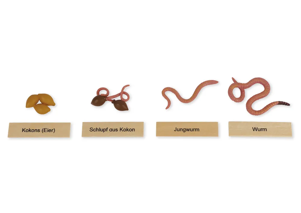 TimeTEX livscykel för en daggmask, i trälåda "Montessori Premium"