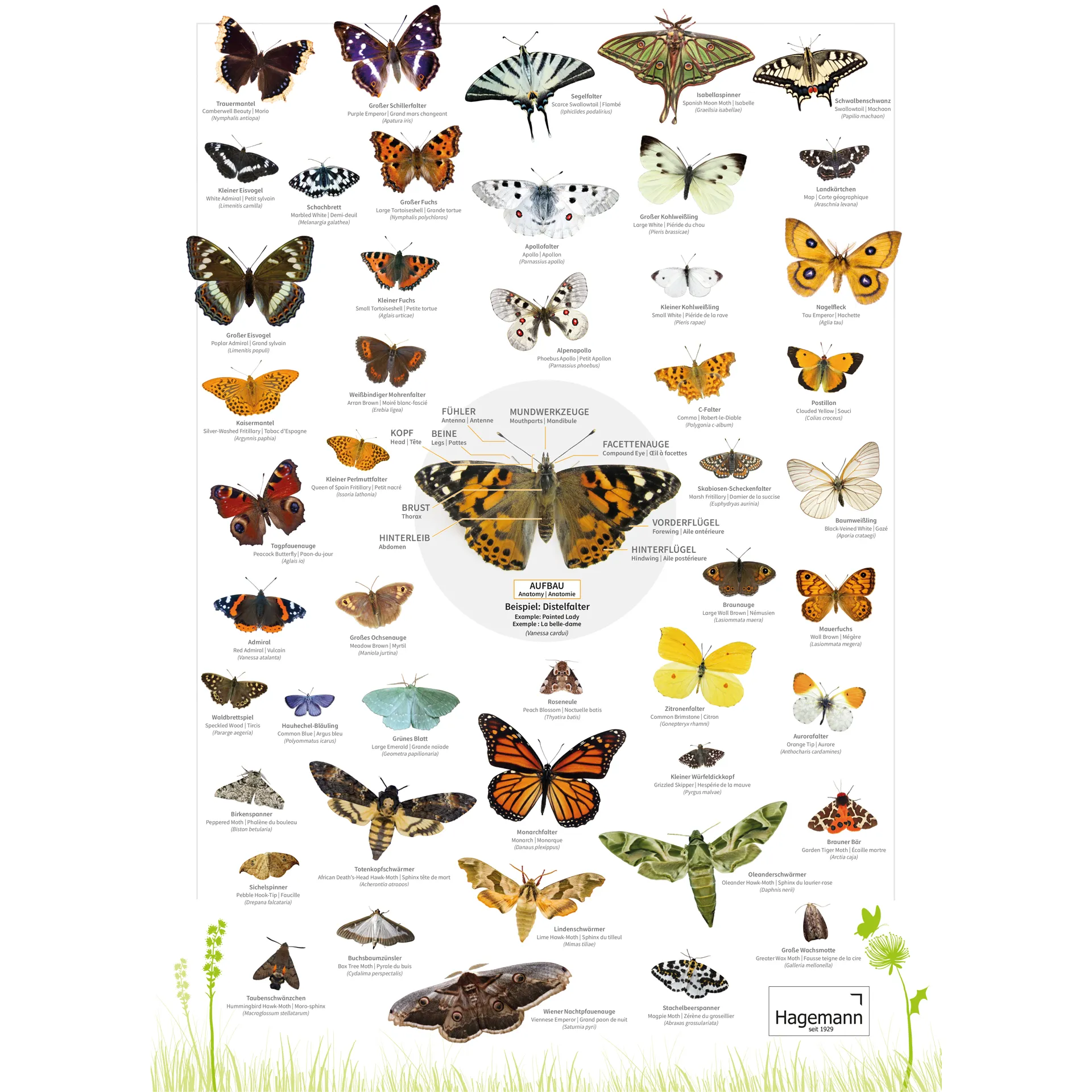 Naturposter A2 "Schmetterlinge"