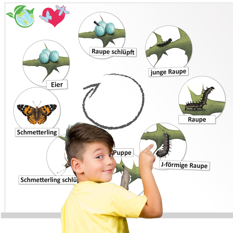 Lebenszyklus "Schmetterling", magnetisch, 16-tlg.