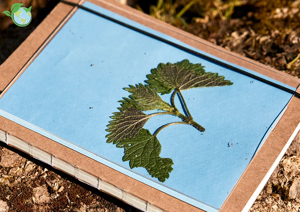 Foto-Solarpapier mit Fixierscheibe, 40 Blatt