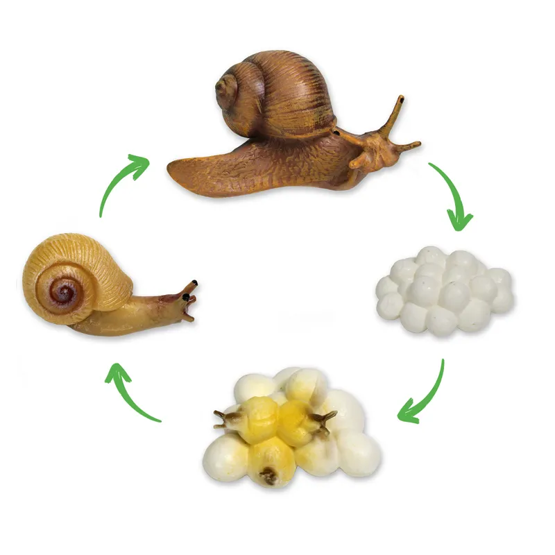 Lebenszyklus-Modell "Schnecke", 4-tlg.