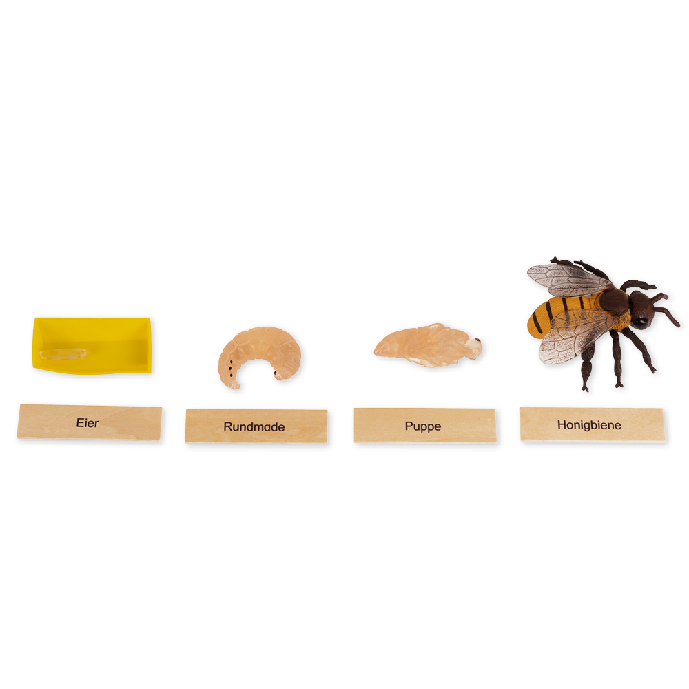 TimeTEX Lebenszyklus einer Honigbiene, in Holzbox "Montessori Premium"