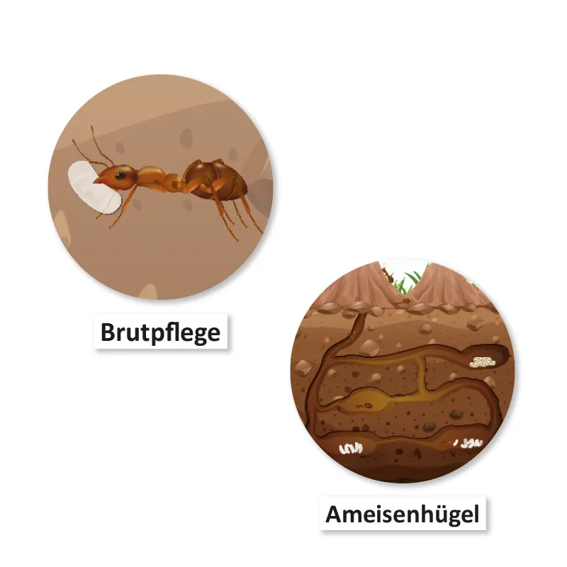 Lebenszyklus und Leben "Ameise", magnetisch, 24-tlg.
