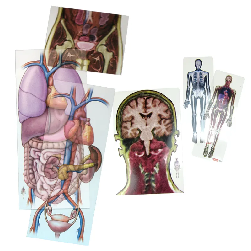 Körper-Folien "Mensch von innen", 18-tlg.