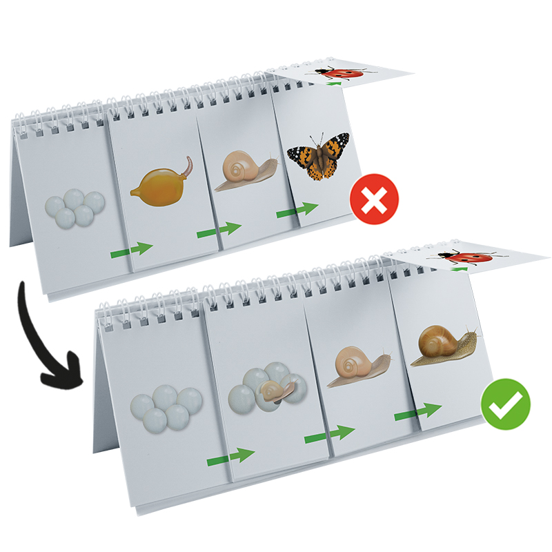 Klappen-Flipchart "Lebenszyklus: Schmetterlinge, Bienen & Co."