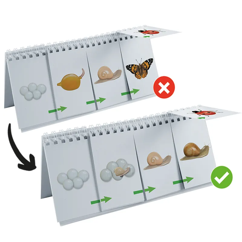 Klappen-Flipchart "Lebenszyklus: Schmetterlinge, Bienen & Co."