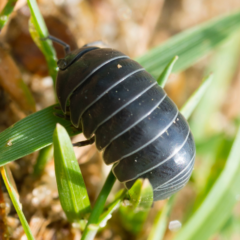 Beobachtungs-Set "Asseln", 9-tlg.