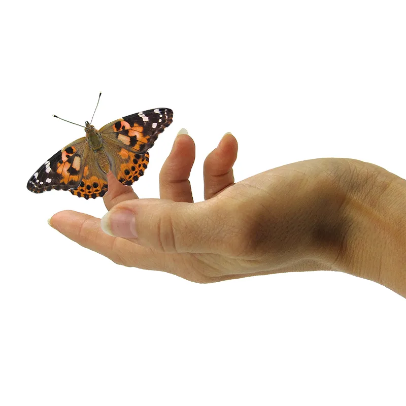 Forscherkoffer "Schmetterlings-Zucht", 46-tlg.