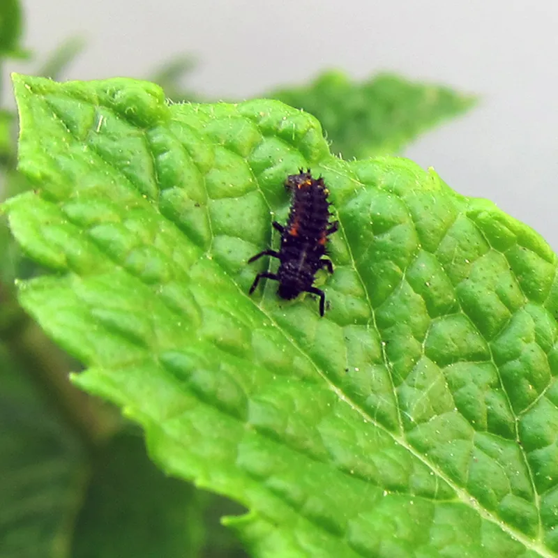 Gutschein-Set "Marienkäfer", kompakt, 5-tlg.