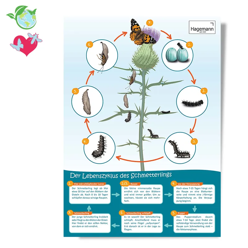 Poster A2 "Lebenszyklus Schmetterling"