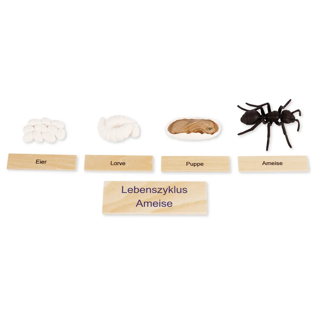 TimeTEX Livscykel för en myra, i trälåda "Montessori Premium"