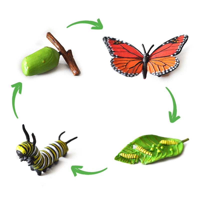 Lebenszyklus-Modell "Monarchfalter", 4-tlg.