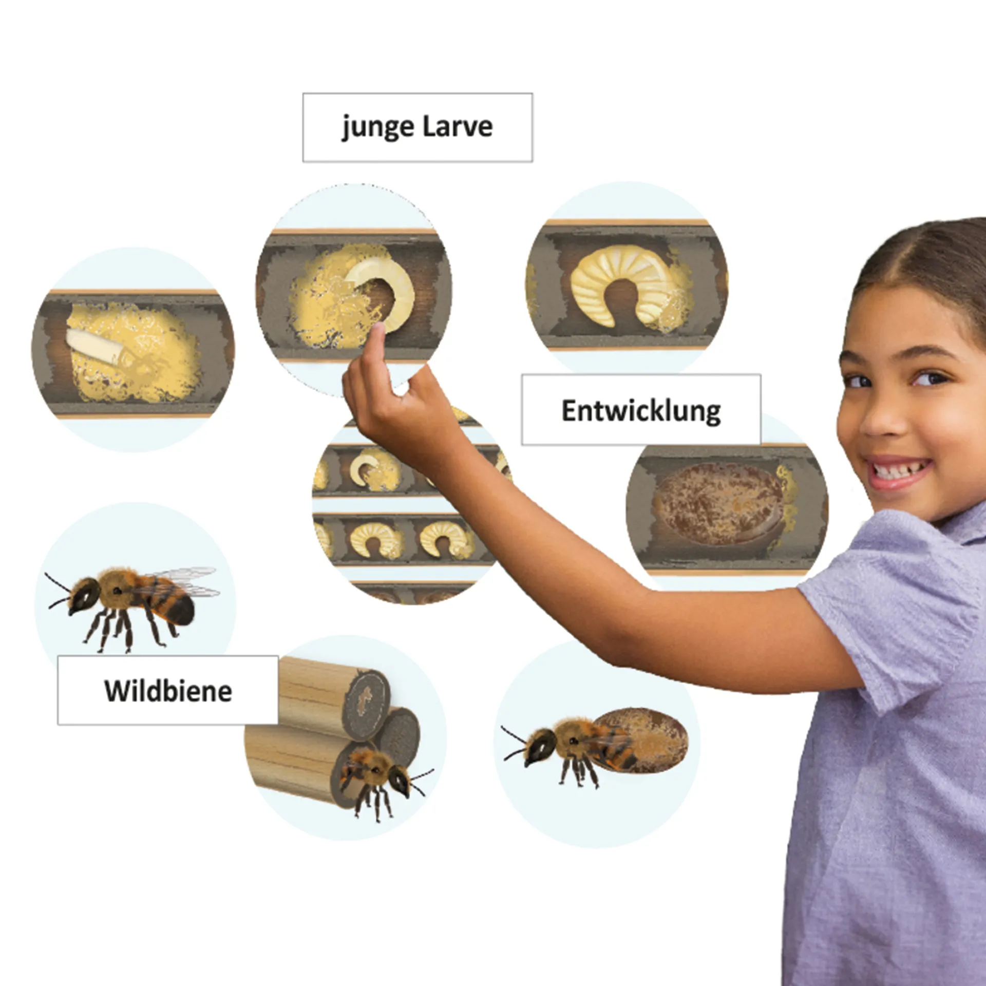 Klassenset Lebenszyklus "Schmetterlinge, Bienen & Marienkäfer", magnetisch, 100-tlg.