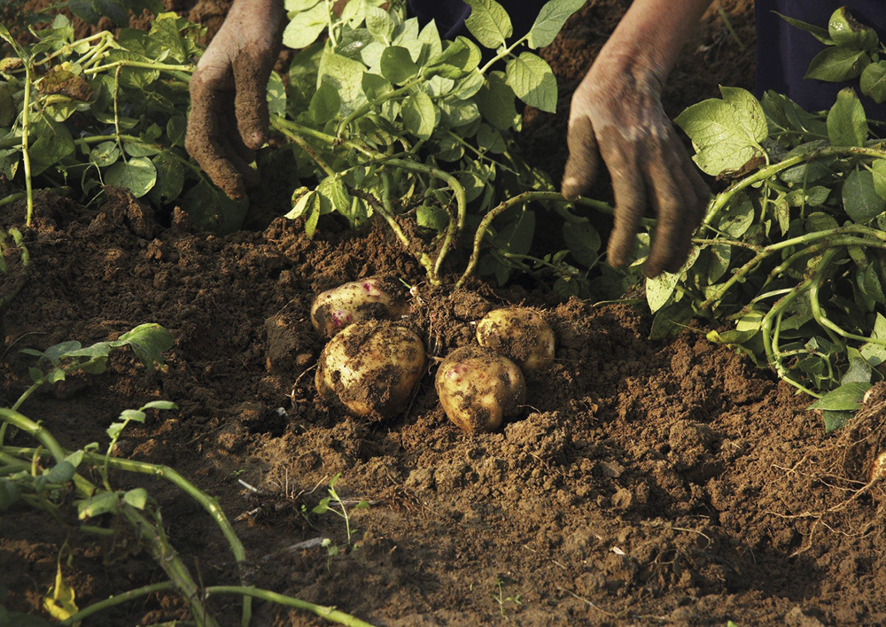 Maceta de cultivo y observación para patatas, 2 uds.