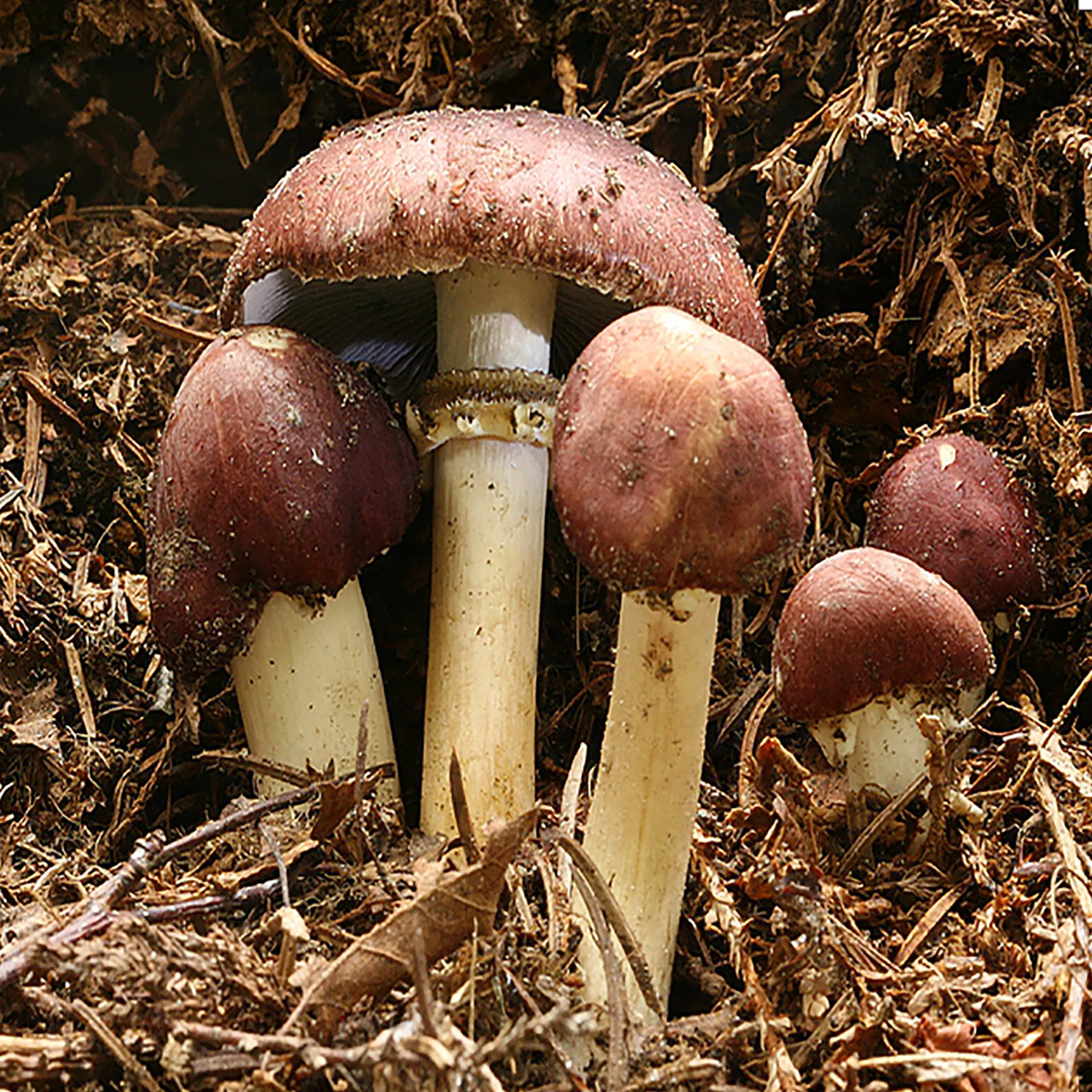 Zuchtset "Braunkappe", Pilze