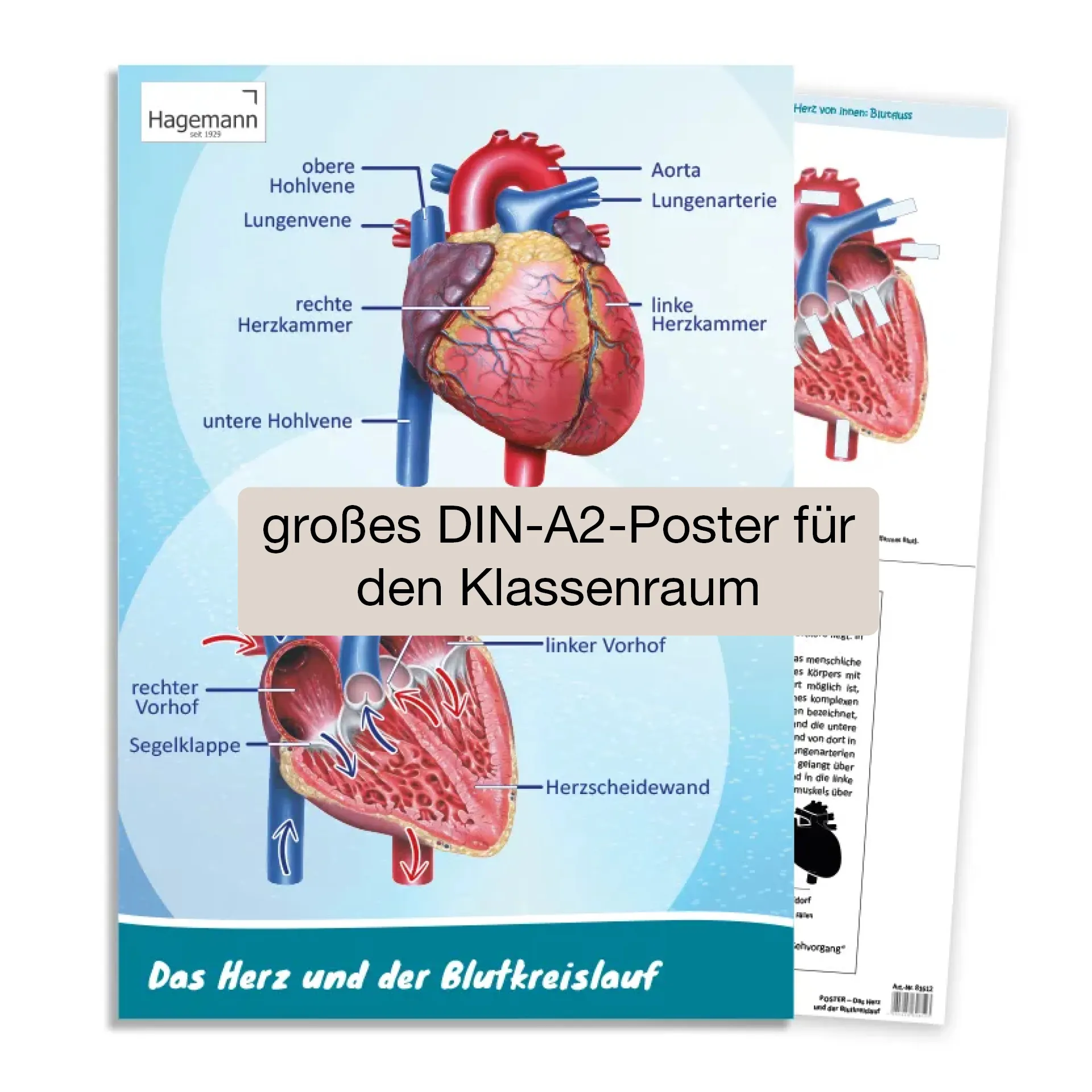 Poster A2 "Das Herz von innen und außen"