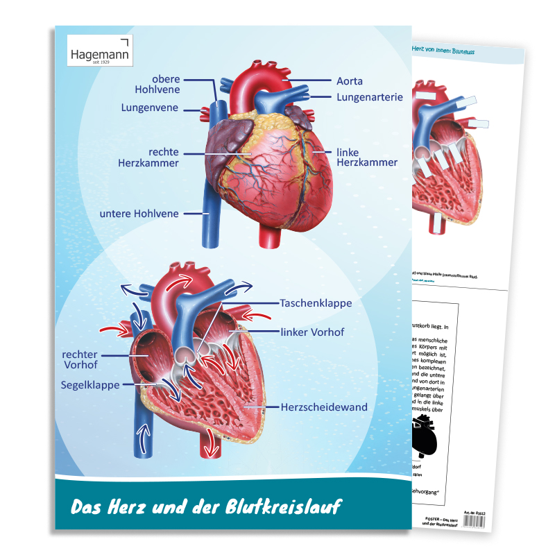 Poster A2 "Das Herz von innen und außen"