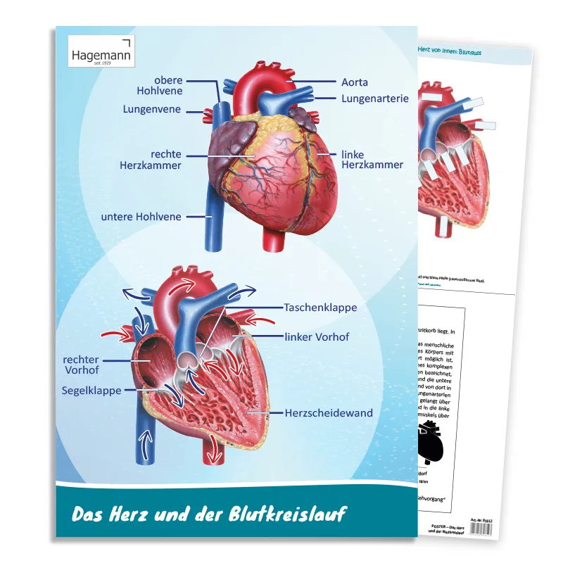Poster A2 "Das Herz von innen und außen"