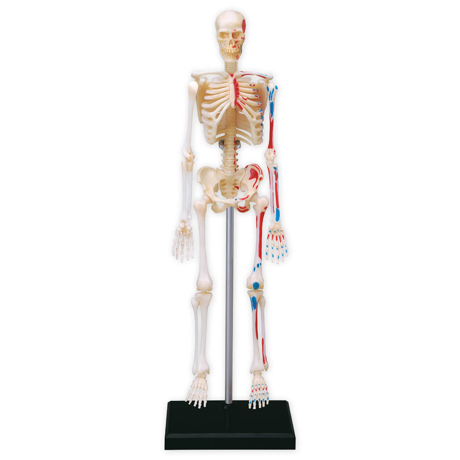 Schelet uman cu stativ, 24 cm, 41 piese