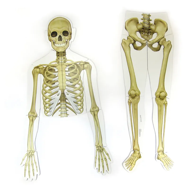 Menschlicher Körper, magnetisch, 17-tlg.