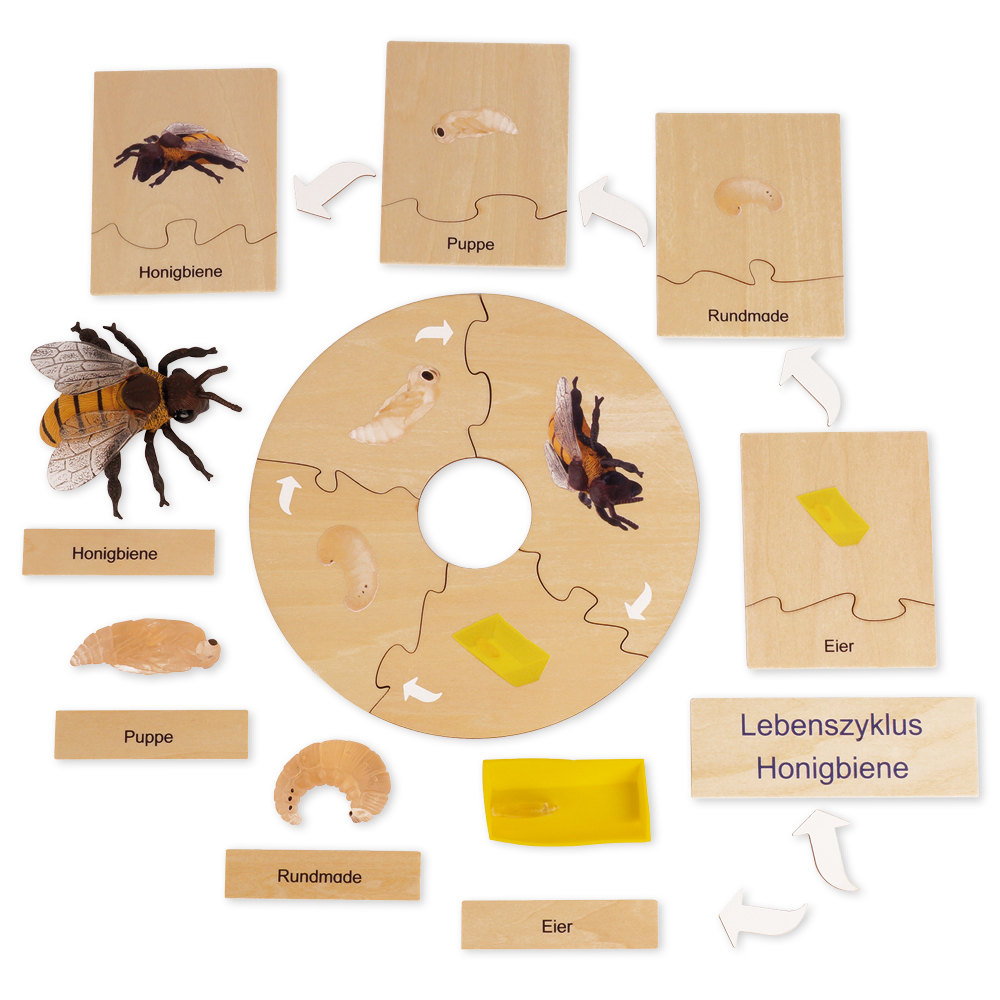 TimeTEX Lebenszyklus einer Honigbiene, in Holzbox "Montessori Premium"