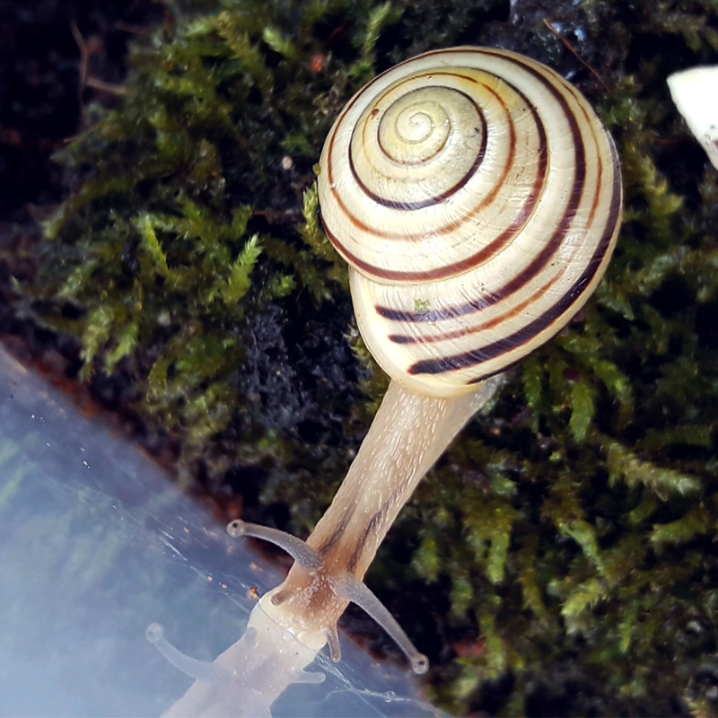 Kit d'observation « Escargots », 5 pcs