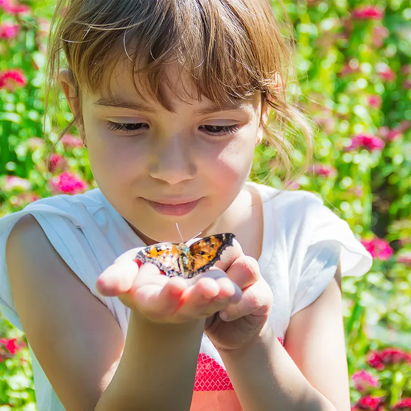 Schmetterlings-Futterbar