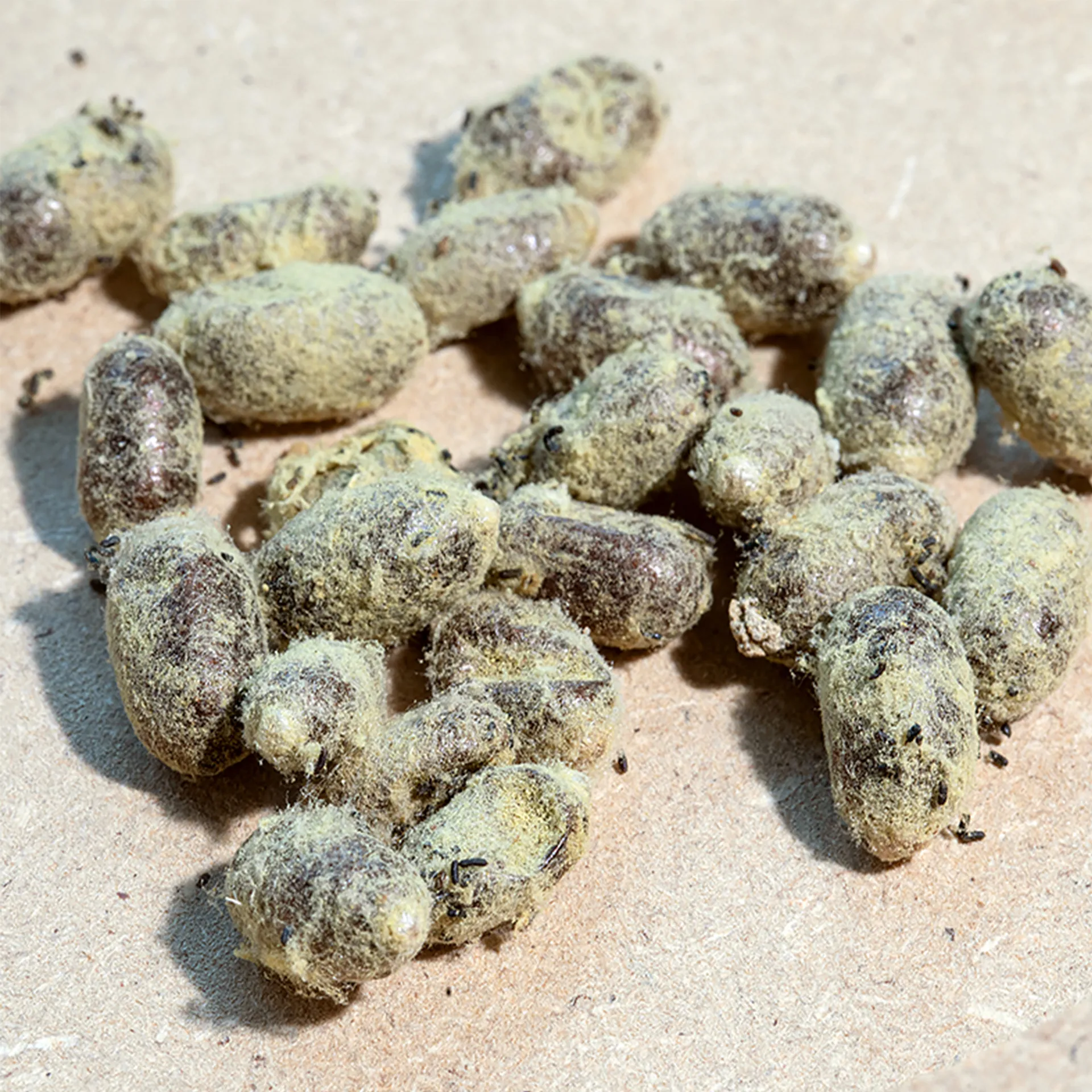 Zuchtset "Wildbienen mit Kokons", Gehörnte Mauerbiene, 5-tlg.
