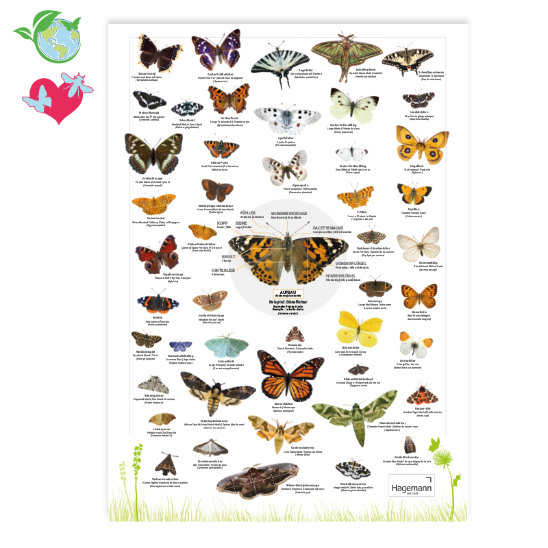 TimeTEX Naturposter A2 "Schmetterlinge"