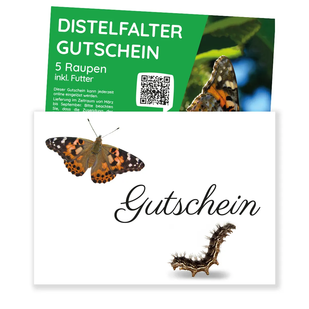 Nachbestell-Gutschein Schmetterlings-Raupen, 5 Stück