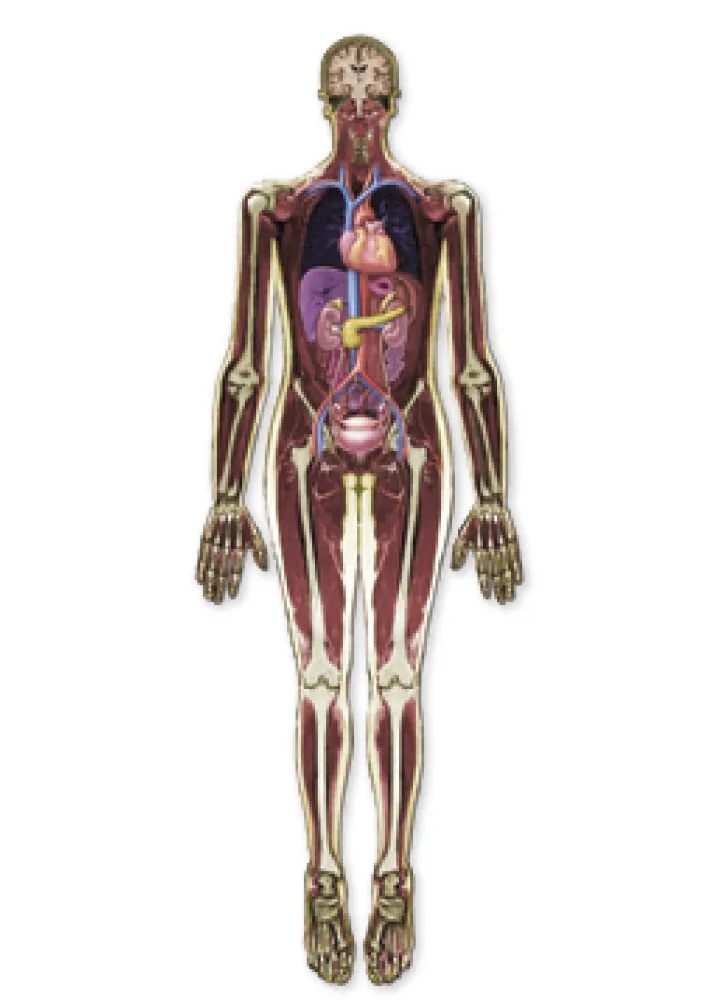 Körper-Folien "Mensch von innen", 18-tlg.