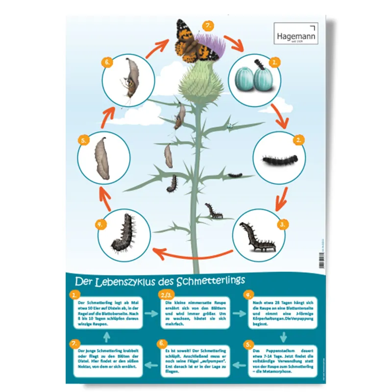 Set Poster A2 "Lebenszyklus", 3-tlg.