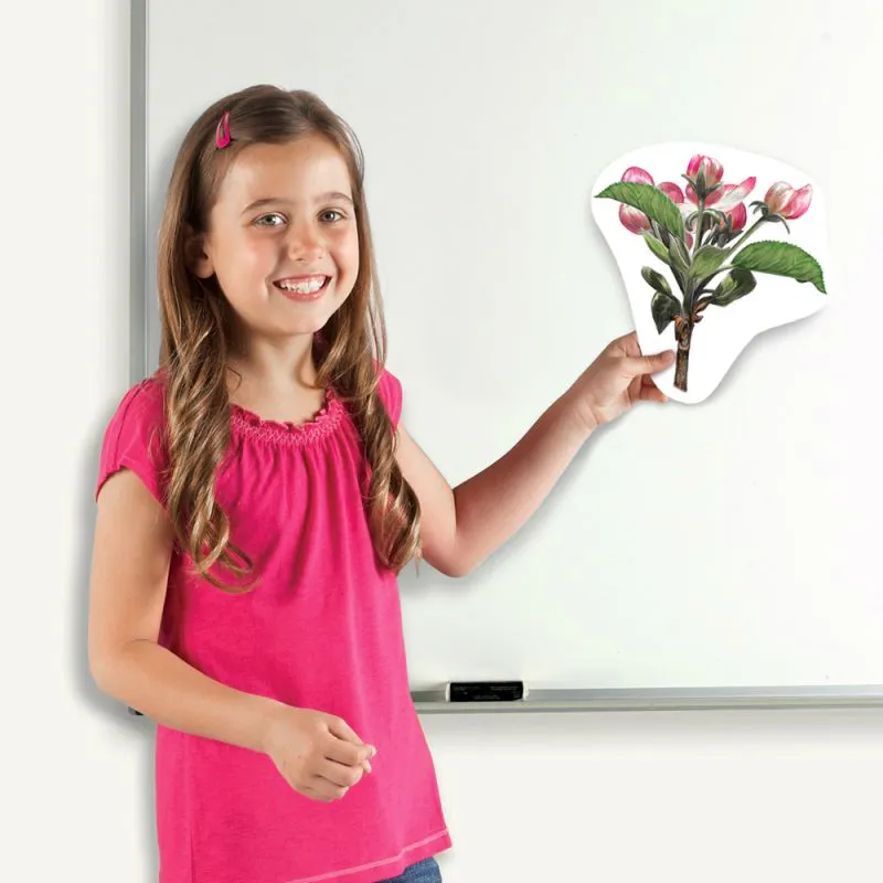 Lebenszyklus "Apfel + Bohne", magnetisch, 12-tlg.