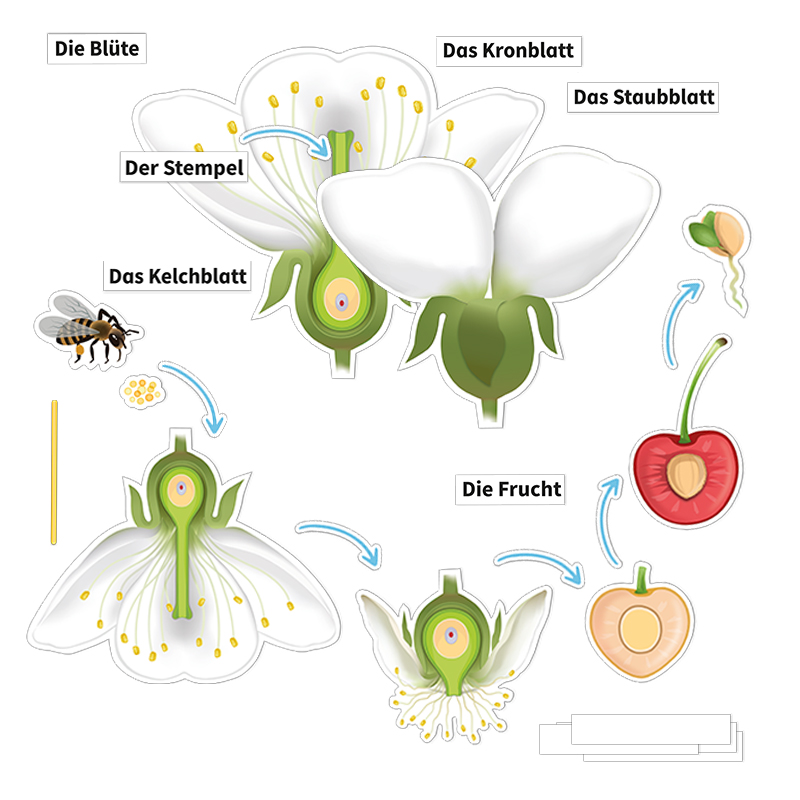 Kirschblüte: Aufbau, Bestäubung, Befruchtung, magnetisch, 31-tlg.