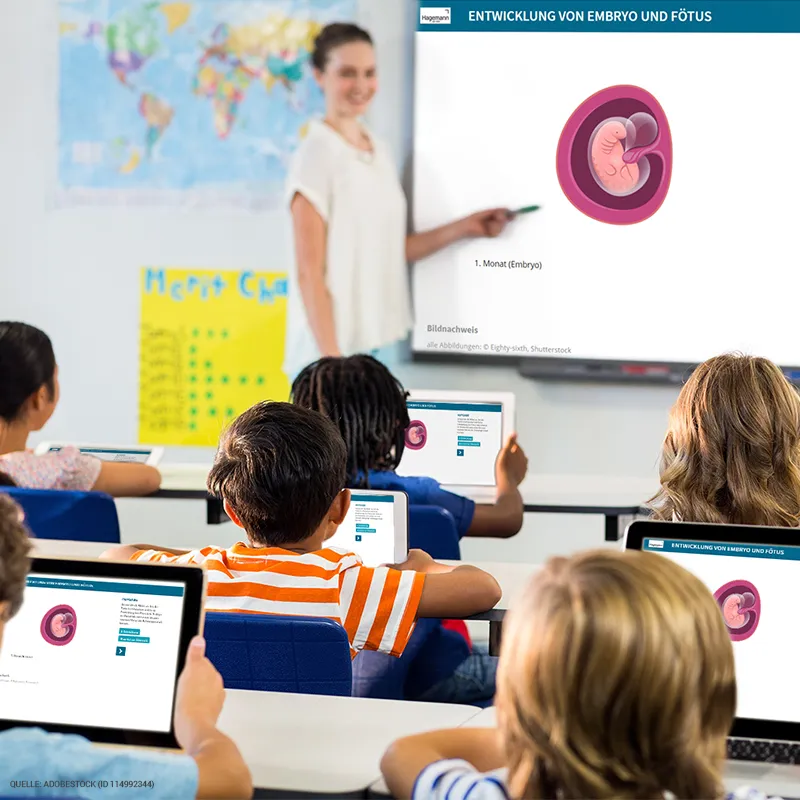 So entsteht ein Kind, magnetisch, 28-tlg.