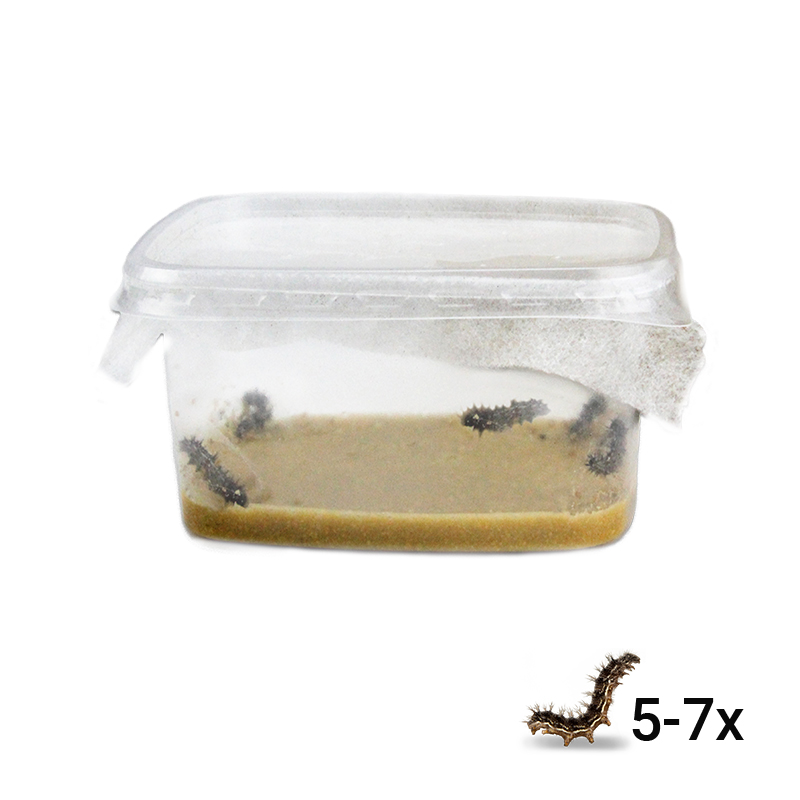 Hagemann Raupen für Schmetterlingszucht (5-7 Raupen)