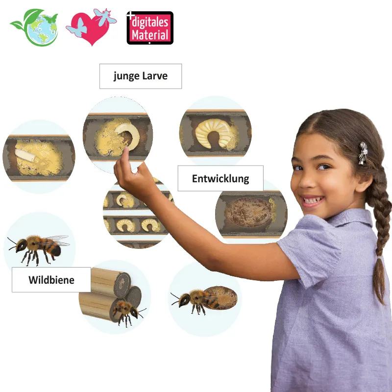Lebenszyklus "Wildbiene", magnetisch, 16-tlg.