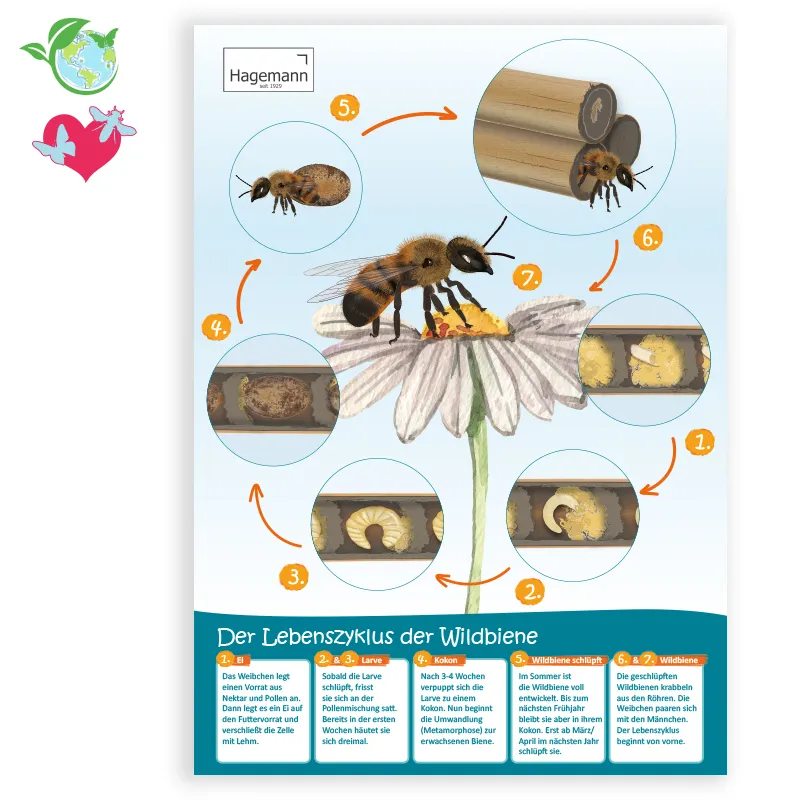 Poster A2 "Lebenszyklus Wildbiene"