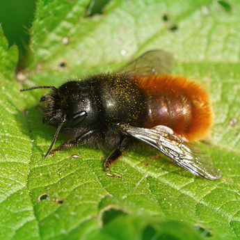 Startseite Slider quadratisch Mobil 345x345px