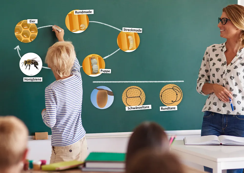 Lebenszyklus und Kommunikation "Honigbiene", magnetisch, 16-tlg.