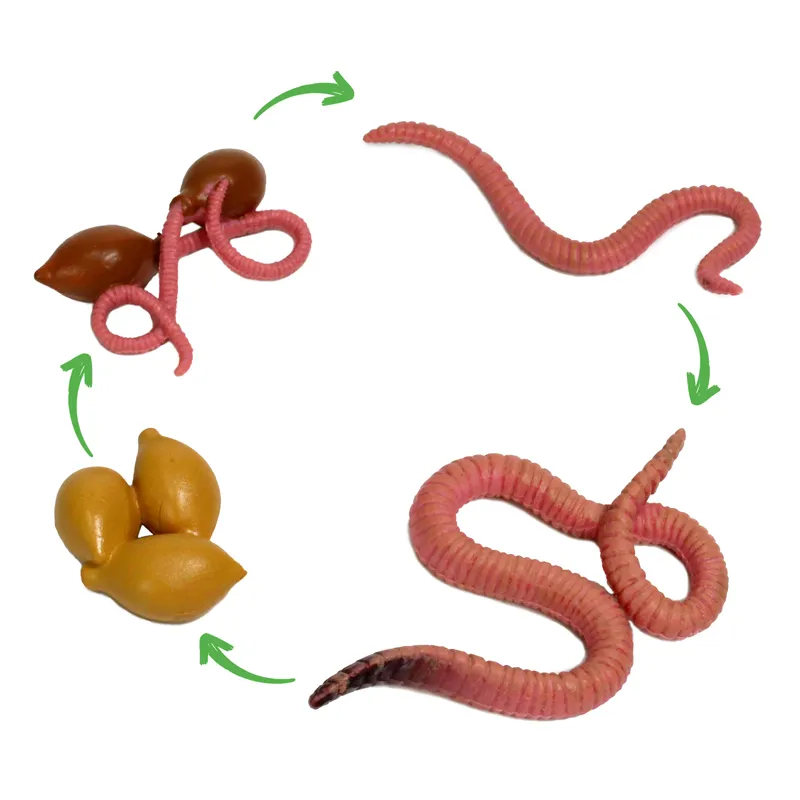 Modelo del ciclo vital "Lombriz de tierra", 4 uds.