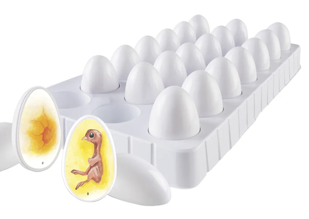 Entwicklungszyklus-Modell "Küken", 22-tlg.