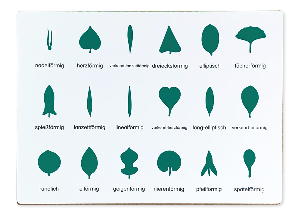 TimeTEX styrkort för den botaniska byrån "Montessori Premium"