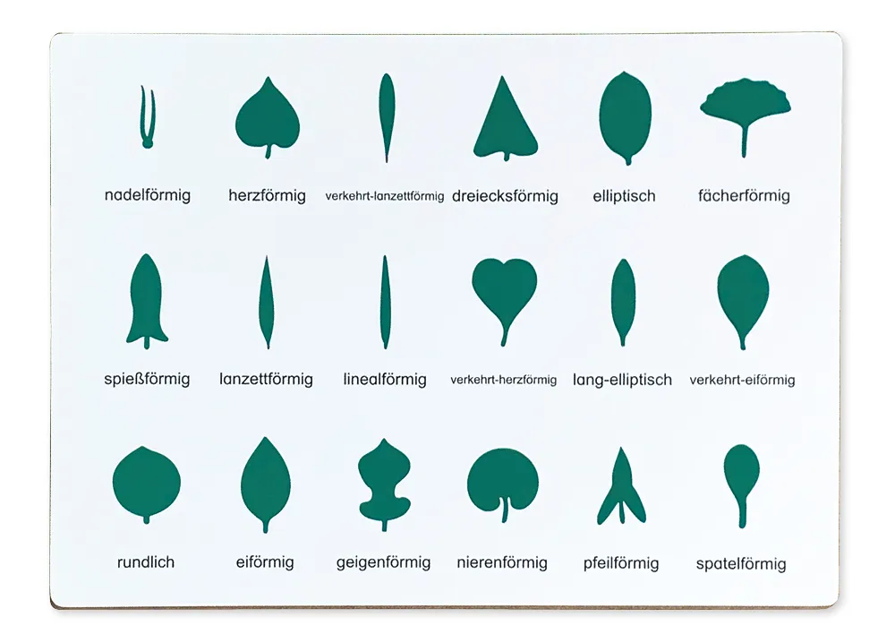 TimeTEX styrkort för den botaniska byrån "Montessori Premium"