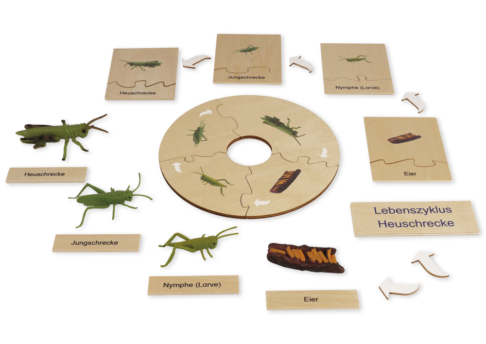 TimeTEX livscykel för en gräshoppa, i trälåda "Montessori Premium"