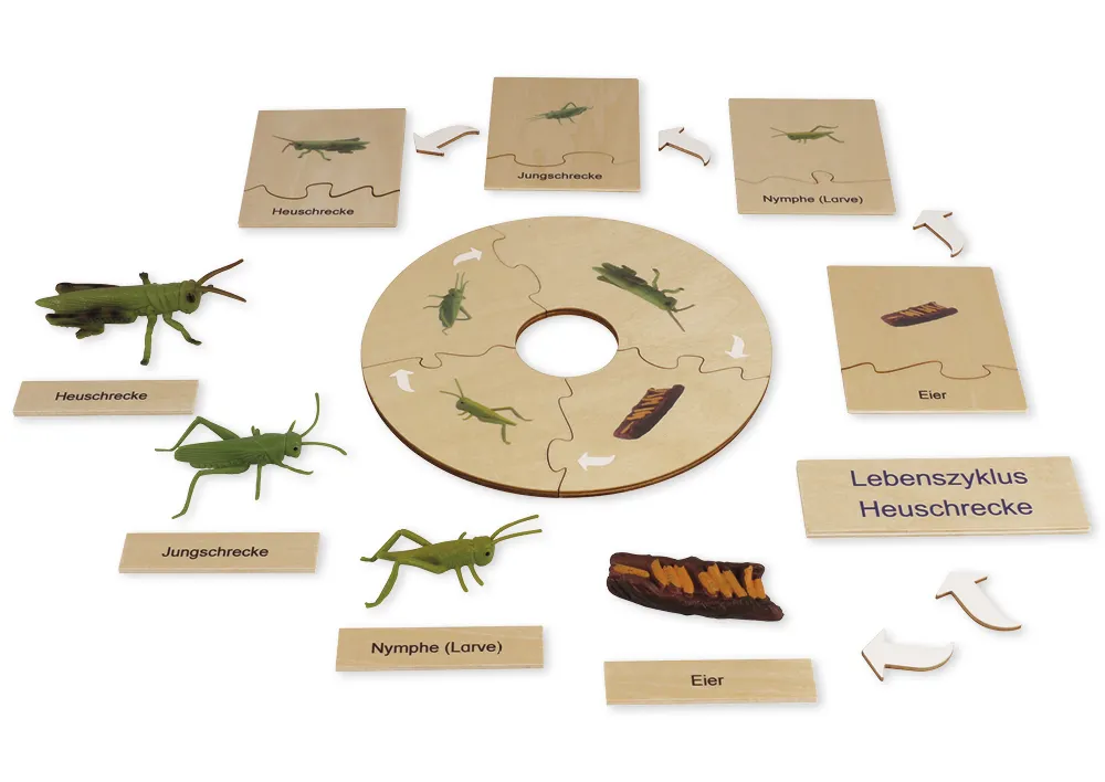 TimeTEX - Ciclul de viață la lăcuste, în cutie din lemn "Montessori Premium"