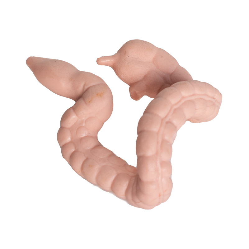 Modell "Innere Organe", 8-tlg. Modell "Innere Organe", 8-tlg.