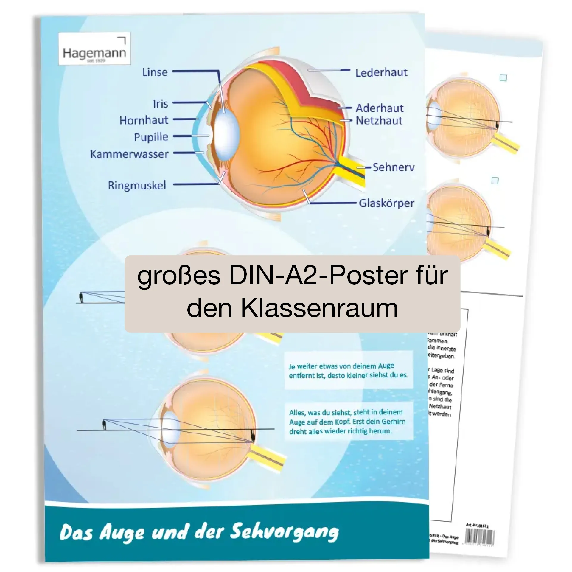 Poster A2 "Das Auge und der Sehvorgang"