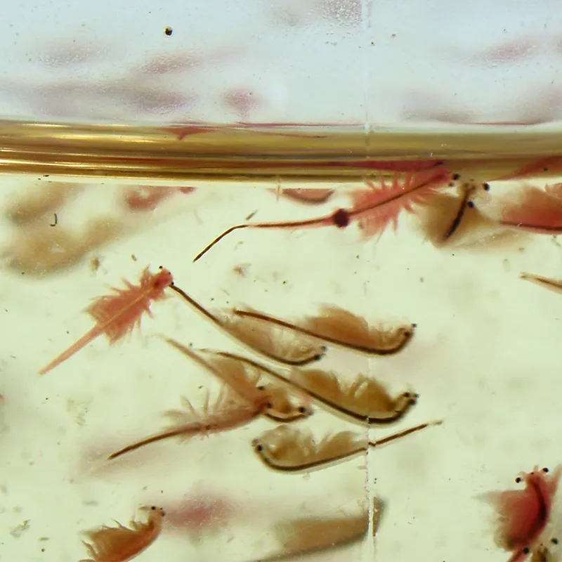 Zuchtset "Urzeit-Krebse", 4-tlg.